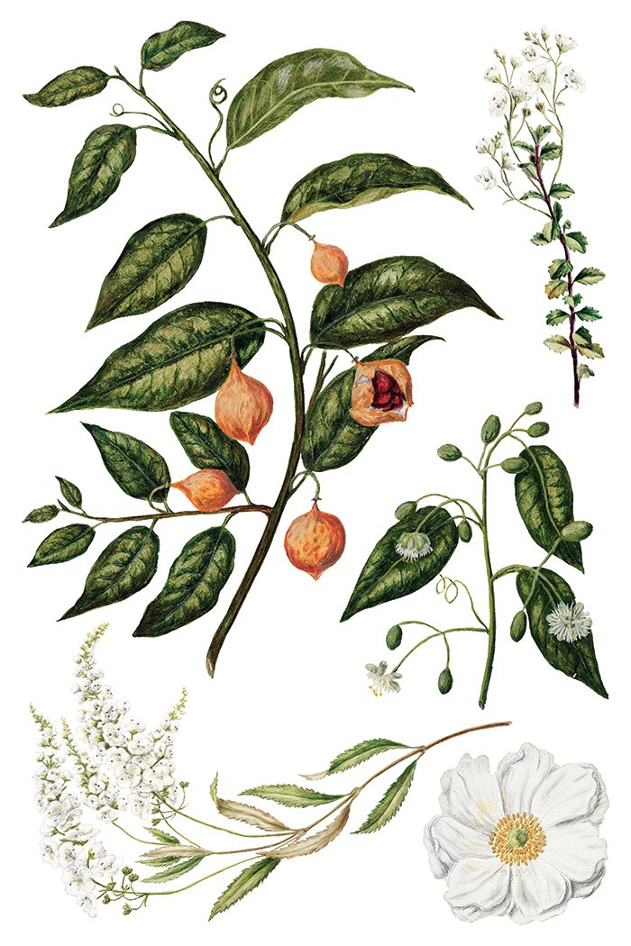 Sarah Featon’s Botanicals 8 x 12 transfer | florals