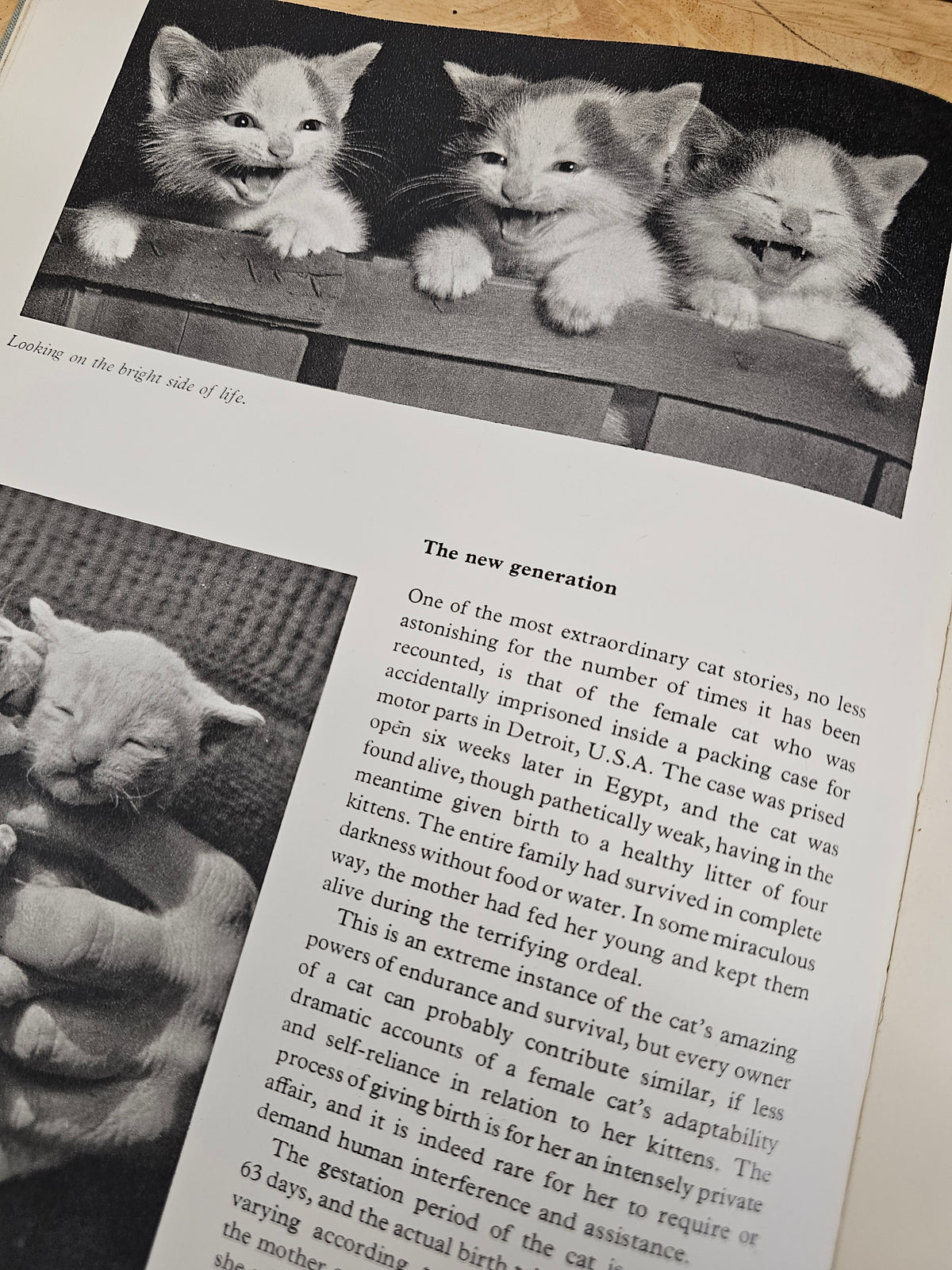 Cats cats cats book by Hamlyn