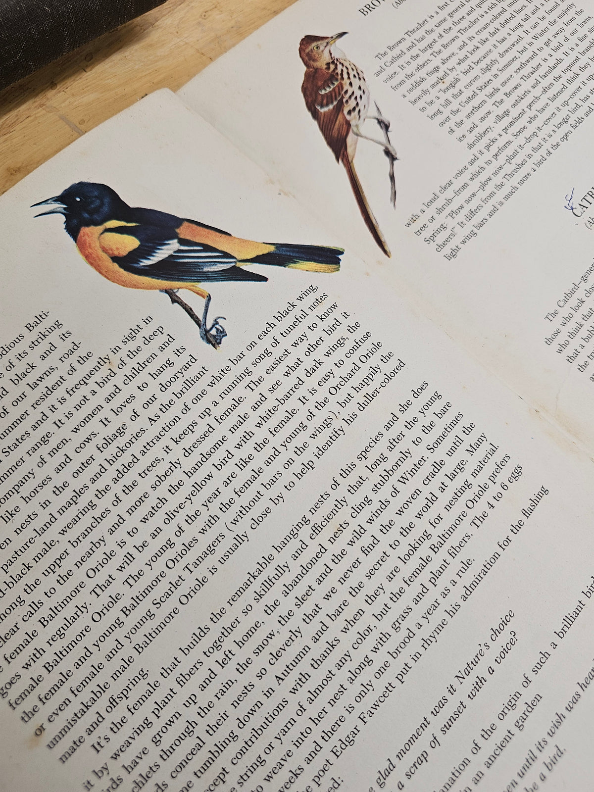 An introduction to birds by John kieran