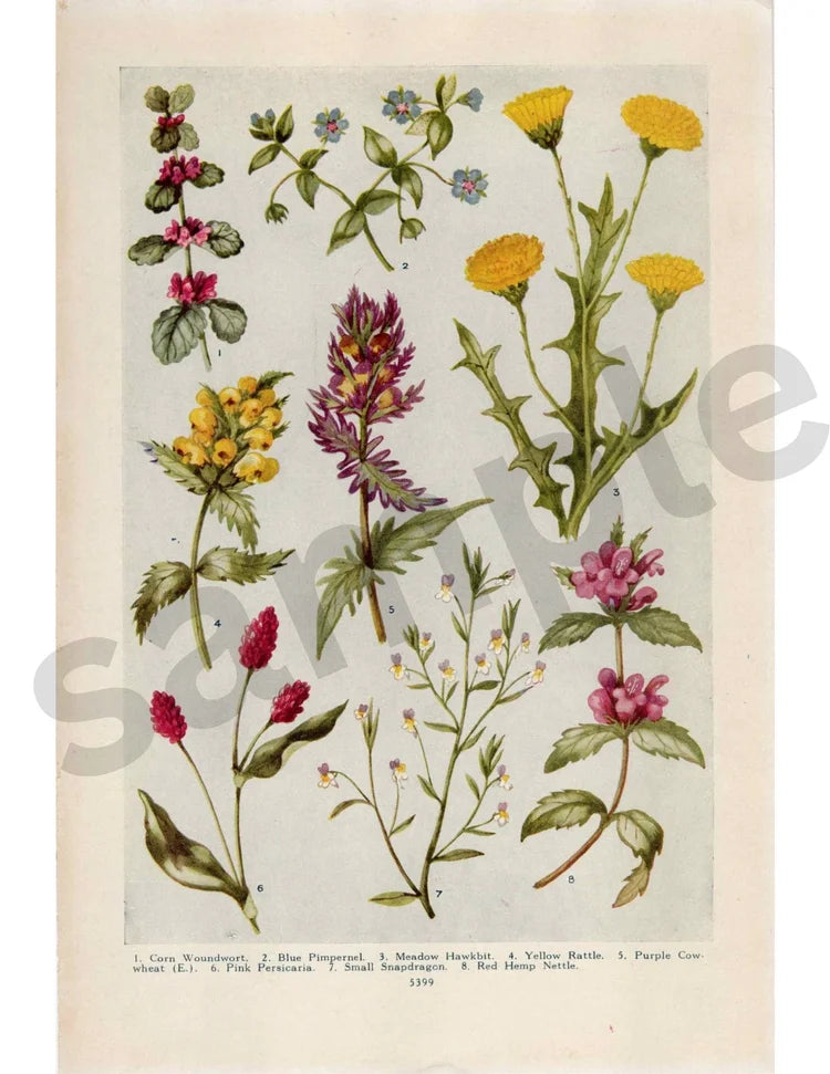 Blue Pimpernel Florals