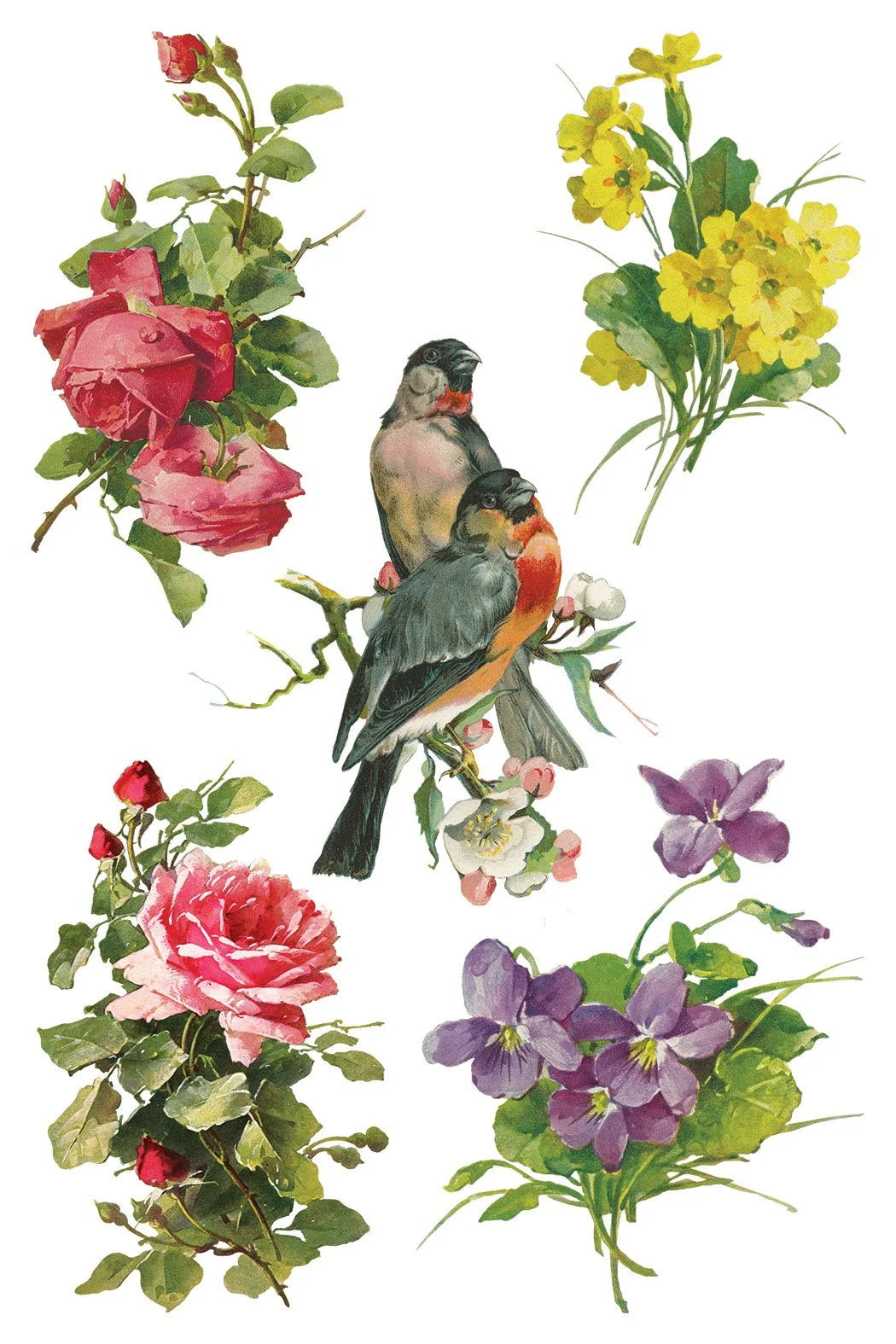 Catharina 8 x 12 Transfer | floral