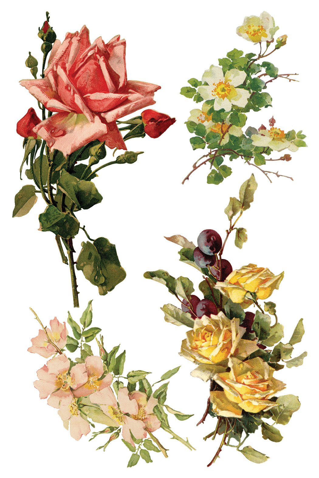 Catharina 8 x 12 Transfer | floral