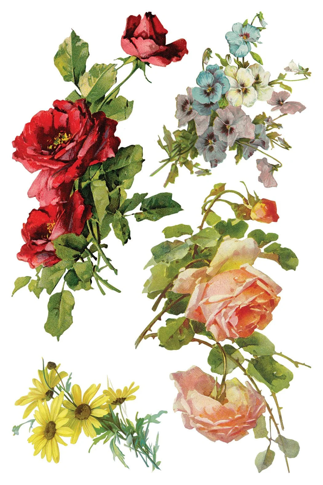 Catharina 8 x 12 Transfer | floral