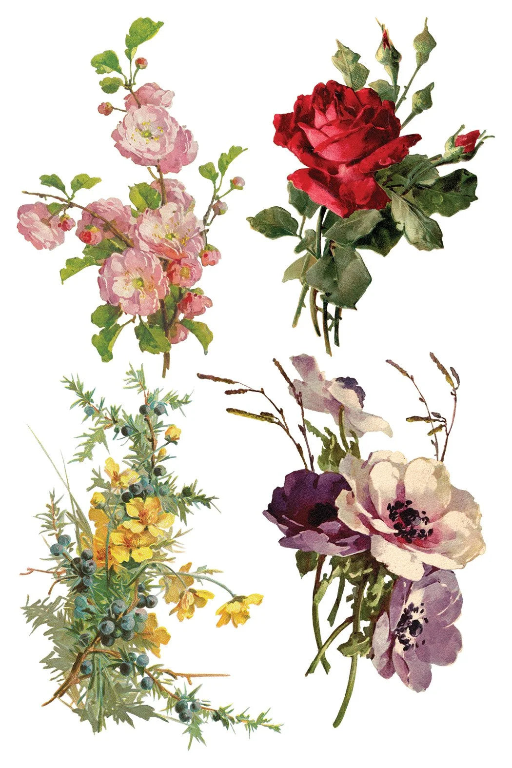 Catharina 8 x 12 Transfer | floral