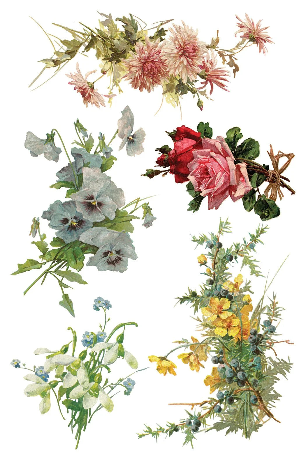 Catharina 8 x 12 Transfer | floral