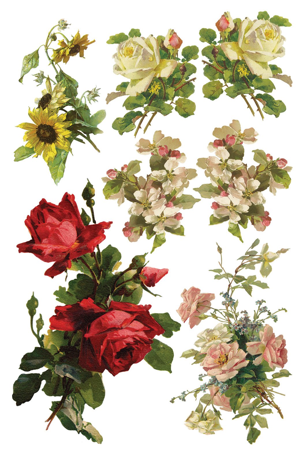 Catharina 8 x 12 Transfer | floral