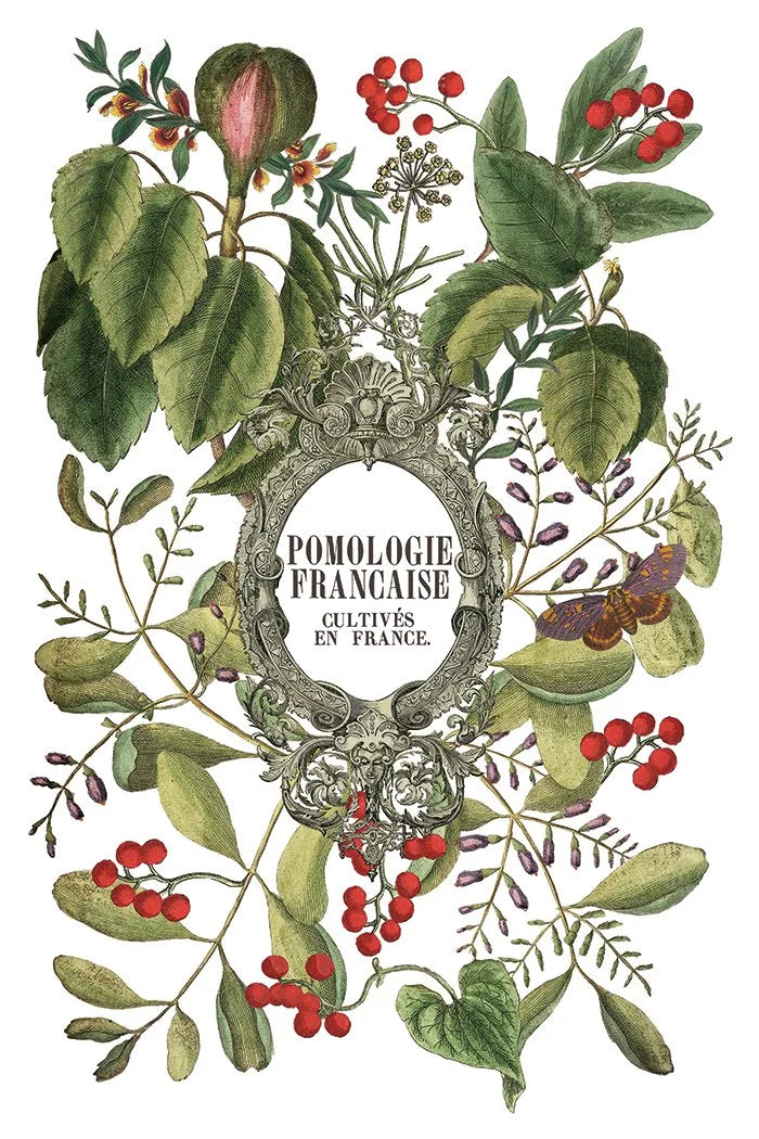 Clementine IOD Transfer Pad 8x12 | Vintage Still Life Florals | Kitchen Decor Transfers | Junk Journal Ephemera | Elegant DIY Craft Supplies