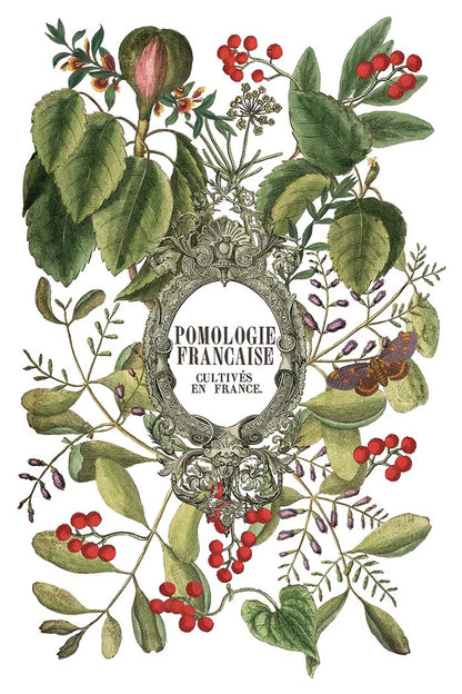 Clementine IOD Transfer Pad 8x12 | Vintage Still Life Florals | Kitchen Decor Transfers | Junk Journal Ephemera | Elegant DIY Craft Supplies