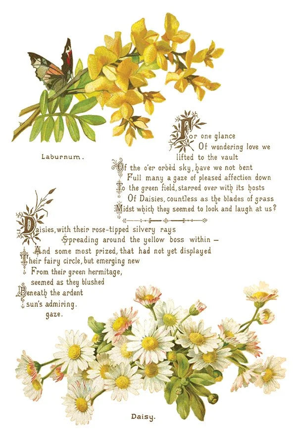 Floral illustration with text on a white background