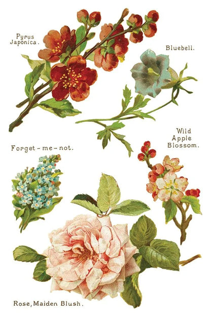 Illustration of various flowers with labels on a white background