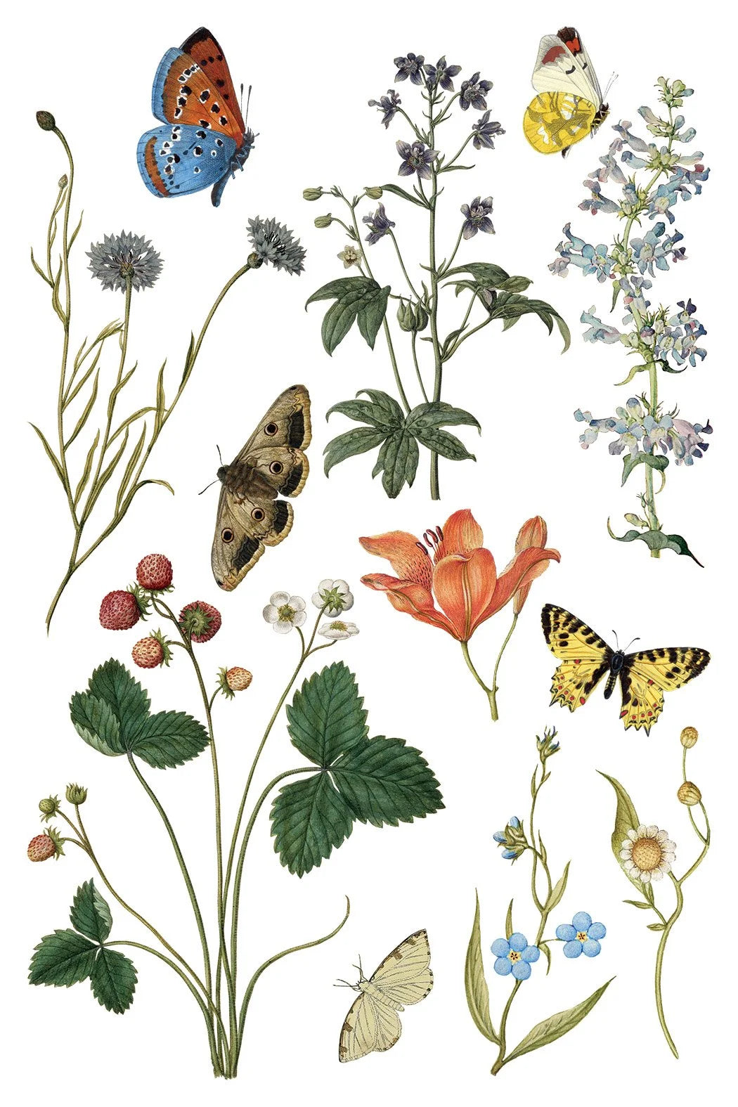 Wilde Bloemen 8 x 12 transfer | birds butterflies and flowers