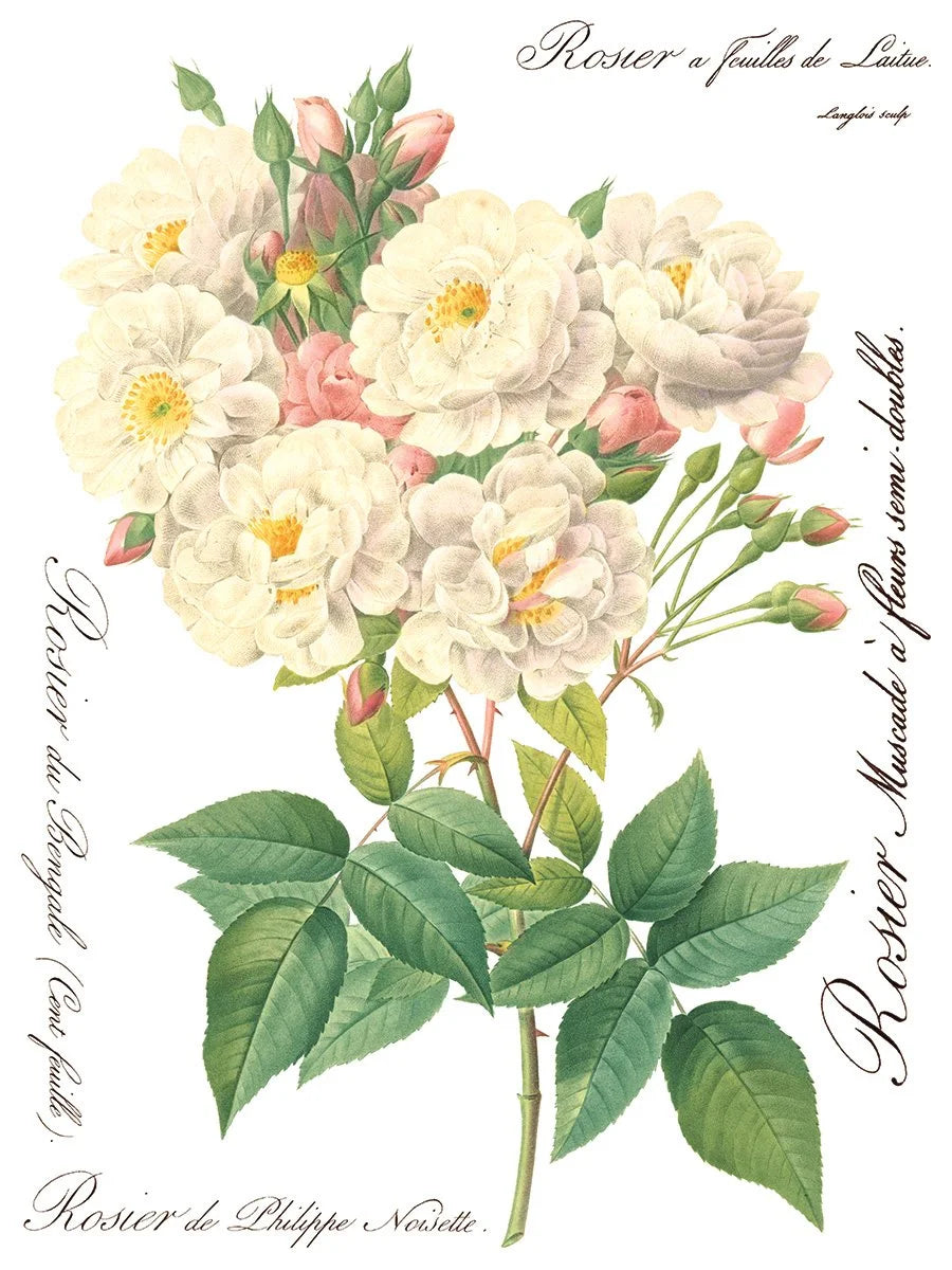 Rose Botanicals  Transfer, 8 Pages, 12”x16”, Full Color