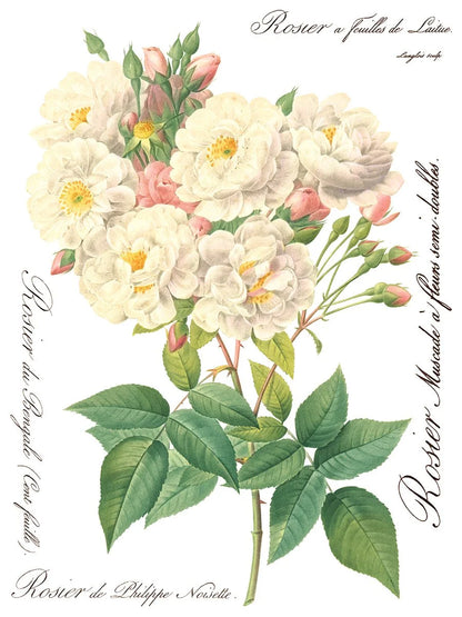 Rose Botanicals  Transfer, 8 Pages, 12”x16”, Full Color