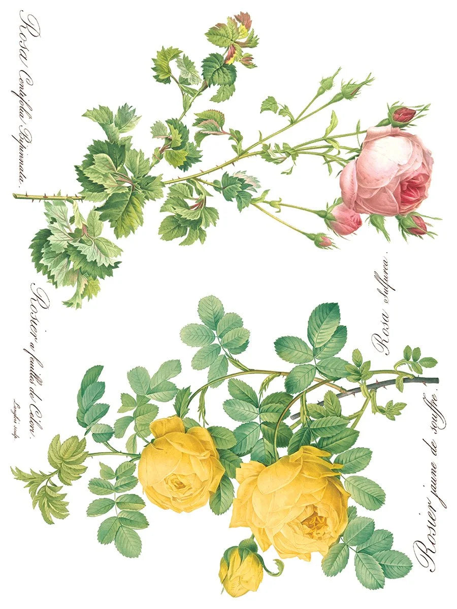 Rose Botanicals  Transfer, 8 Pages, 12”x16”, Full Color