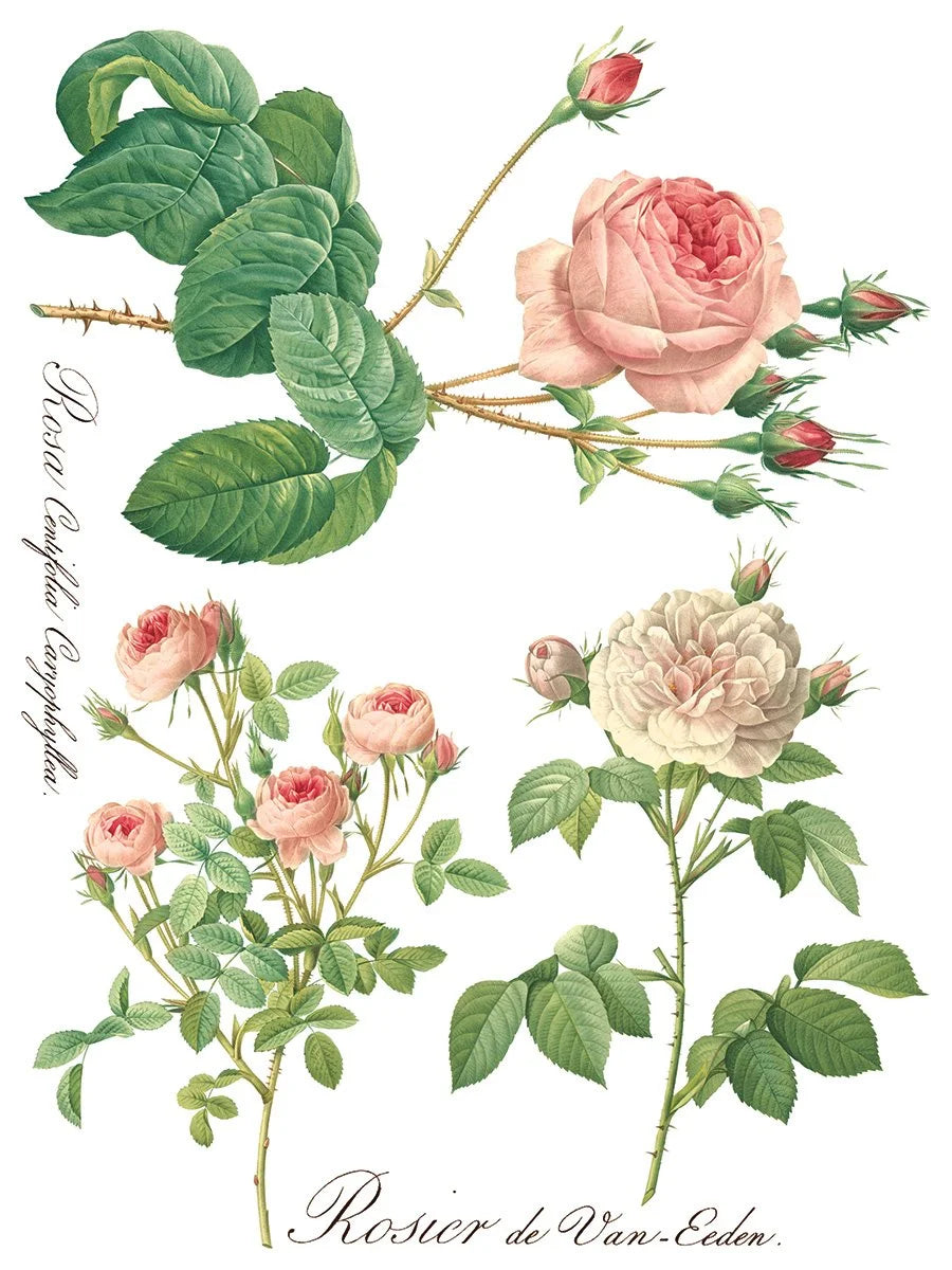 Rose Botanicals  Transfer, 8 Pages, 12”x16”, Full Color