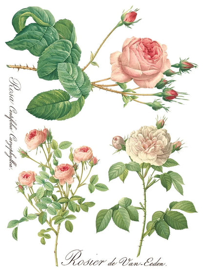 Rose Botanicals  Transfer, 8 Pages, 12”x16”, Full Color