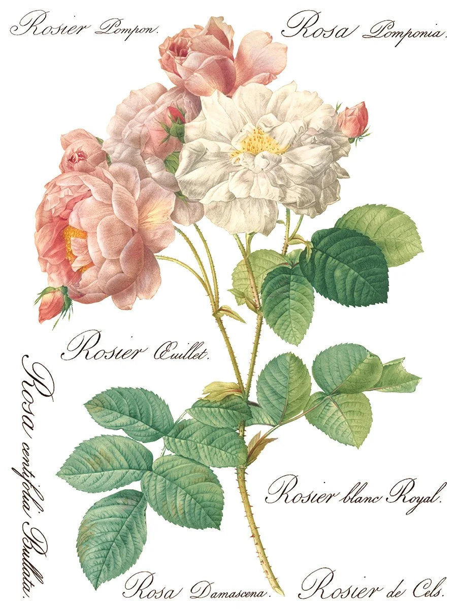 Rose Botanicals  Transfer, 8 Pages, 12”x16”, Full Color