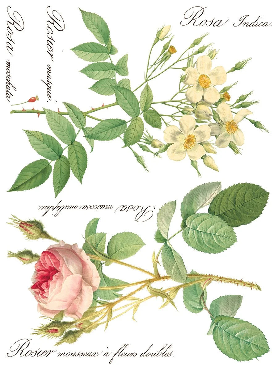 Rose Botanicals  Transfer, 8 Pages, 12”x16”, Full Color
