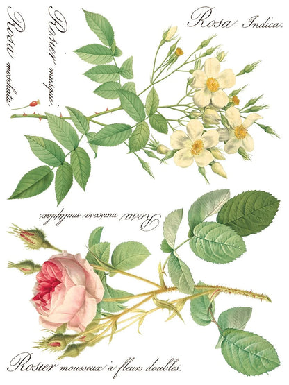 Rose Botanicals  Transfer, 8 Pages, 12”x16”, Full Color