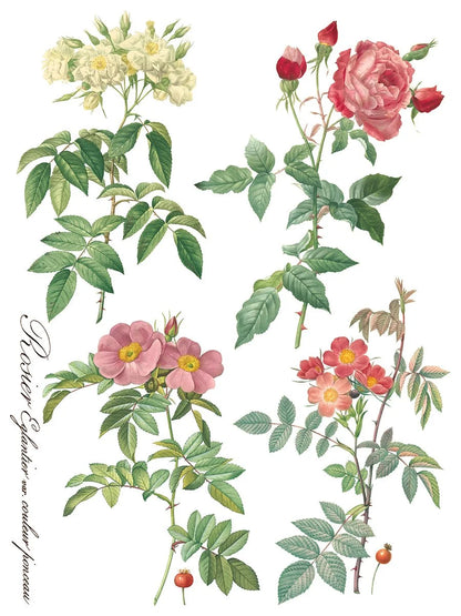 Rose Botanicals  Transfer, 8 Pages, 12”x16”, Full Color