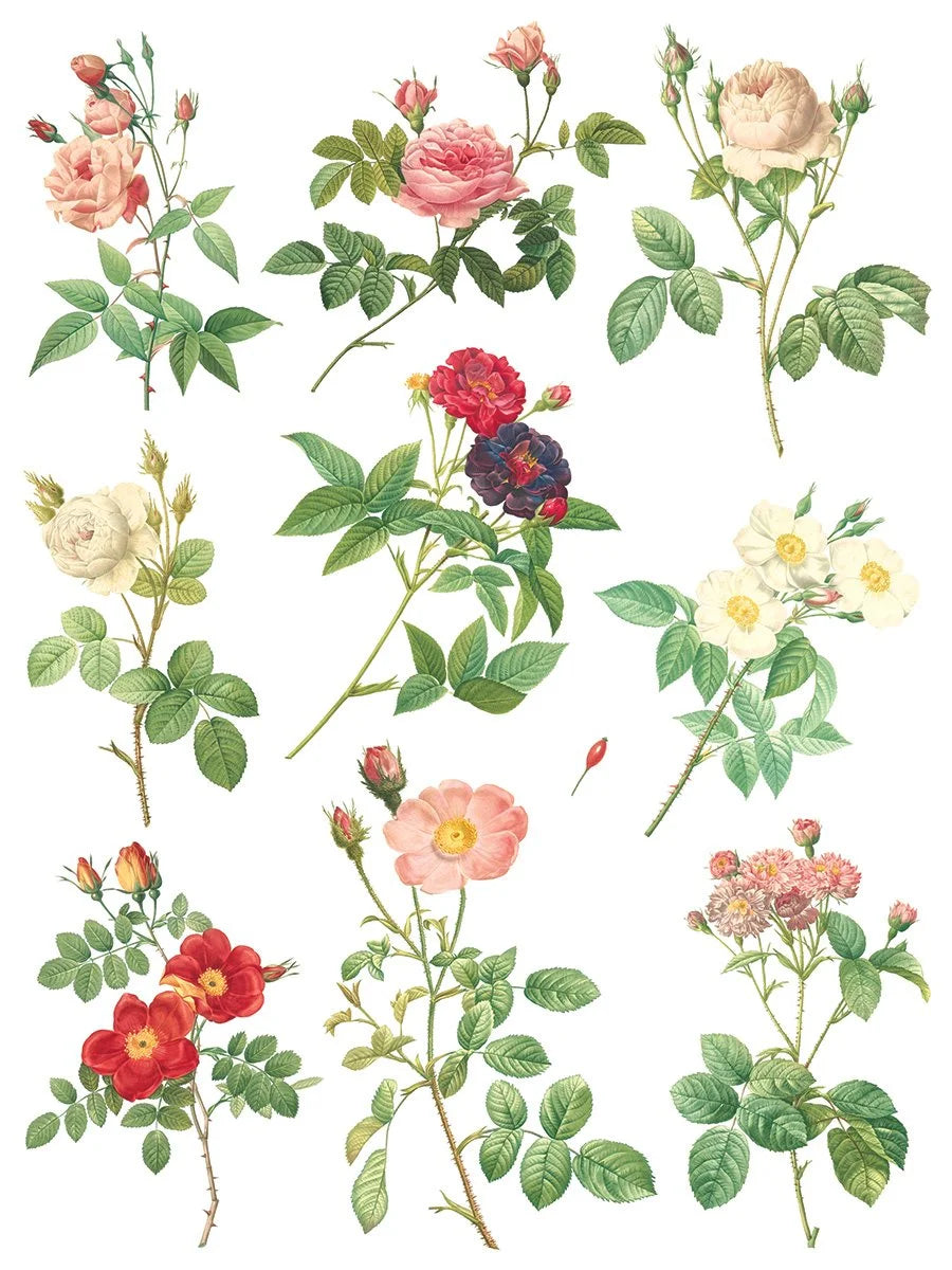 Rose Botanicals  Transfer, 8 Pages, 12”x16”, Full Color