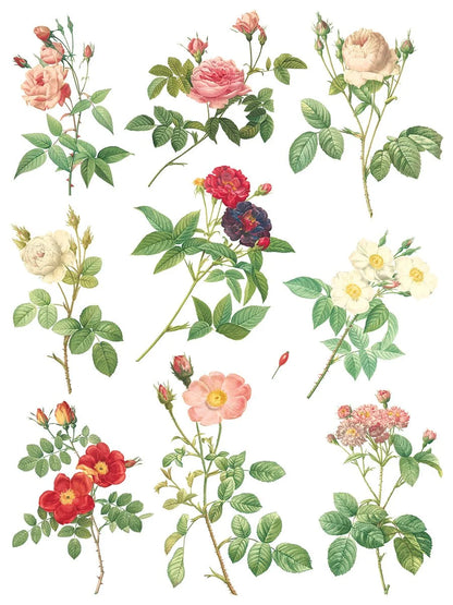 Rose Botanicals  Transfer, 8 Pages, 12”x16”, Full Color