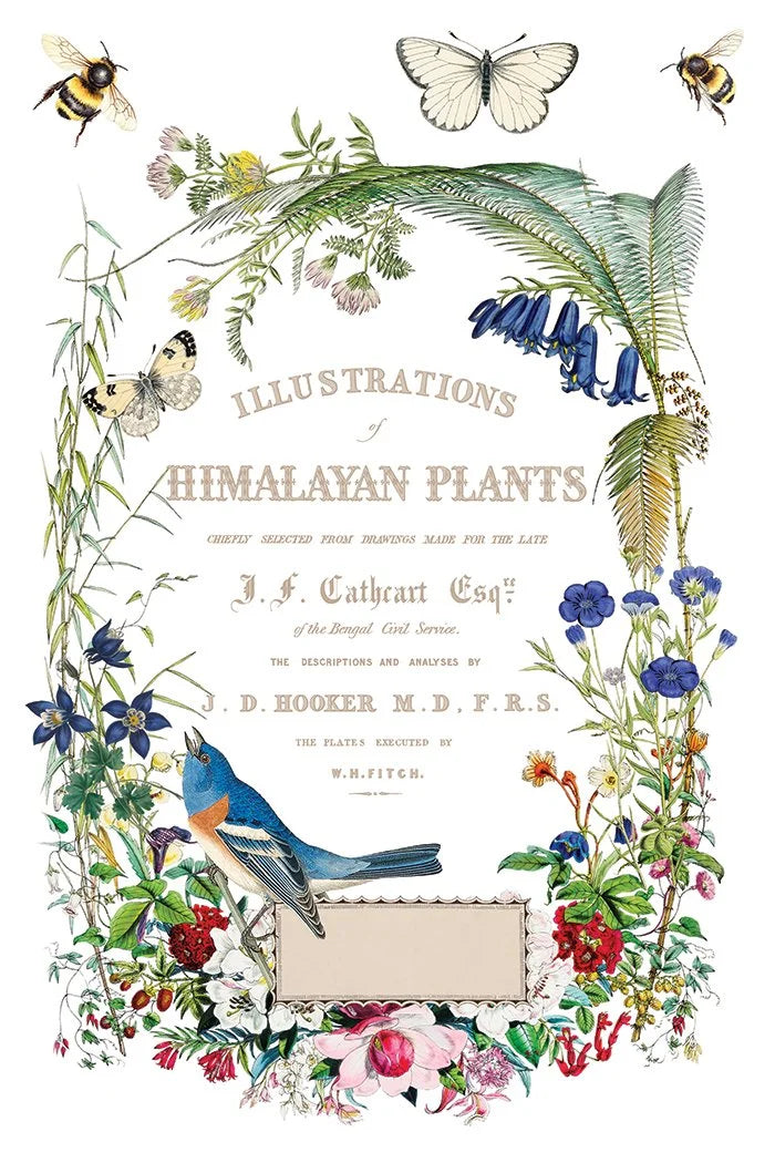 Flora Greca 8 x 12 transfer | birds and botanicals