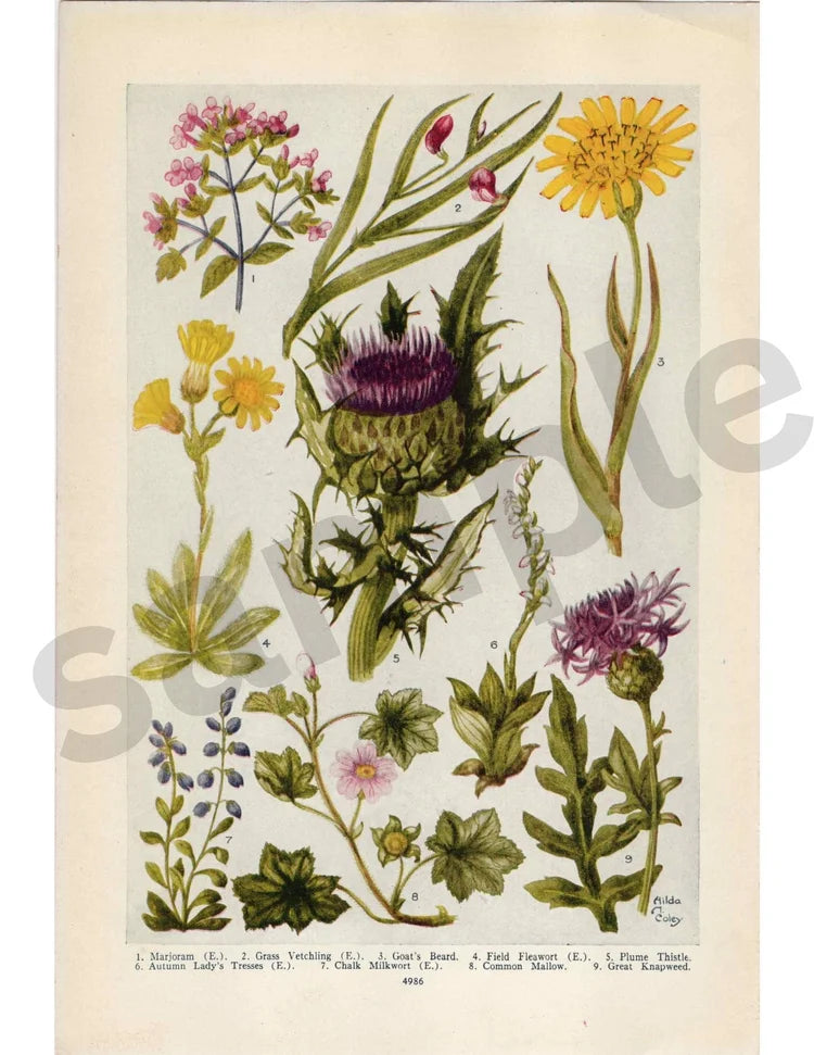 Goat's Beard Floral
