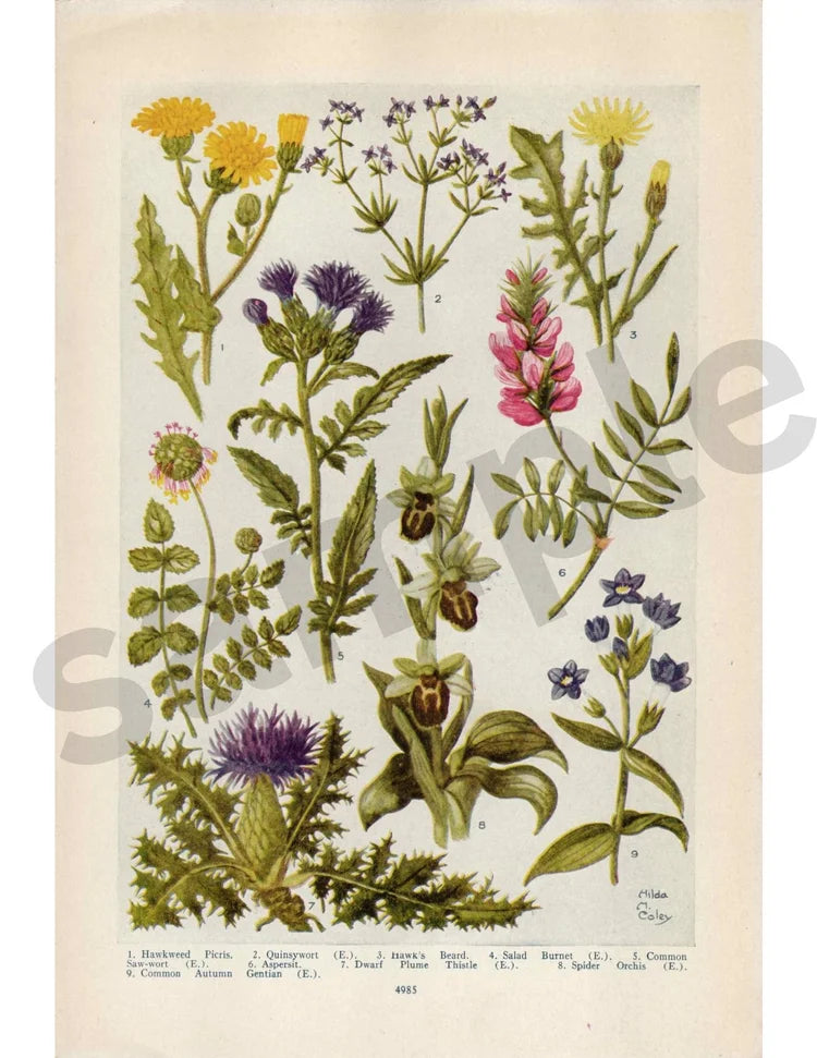 Hawk's Beard Florals