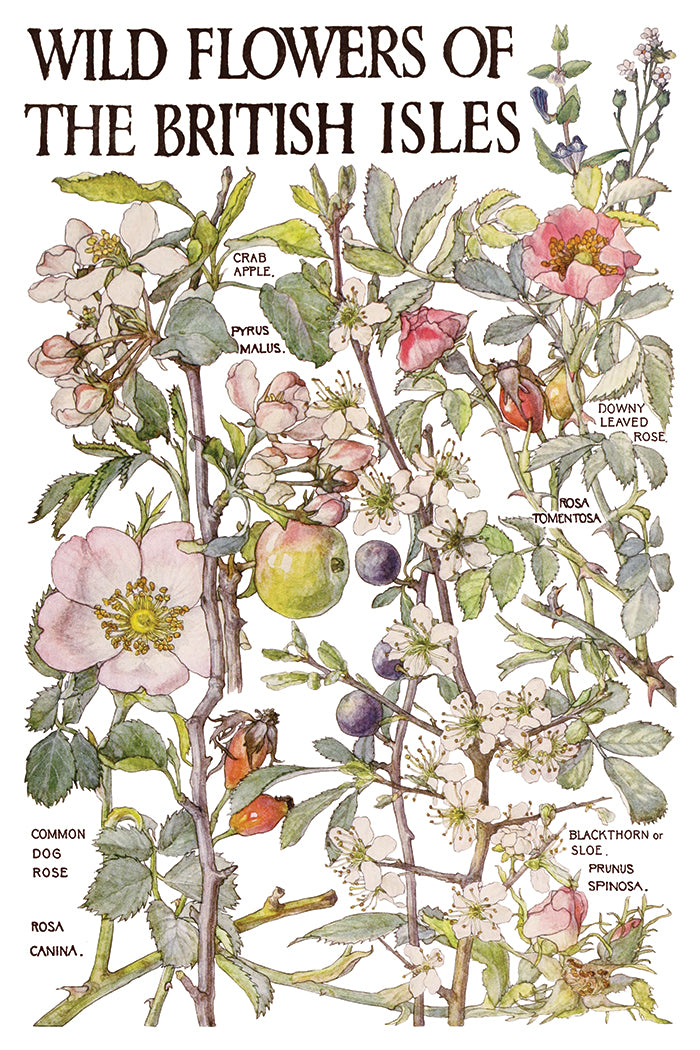 Primrose Isle floral IOD Transfer 8x12 Pad - Wild Flowers