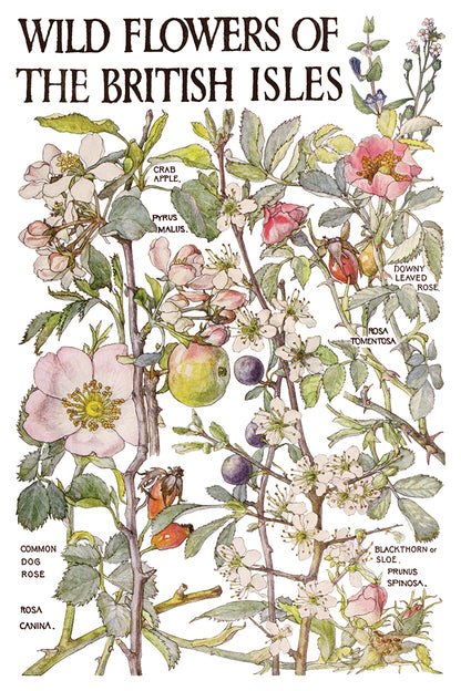Primrose Isle floral IOD Transfer 8x12 Pad - Wild Flowers