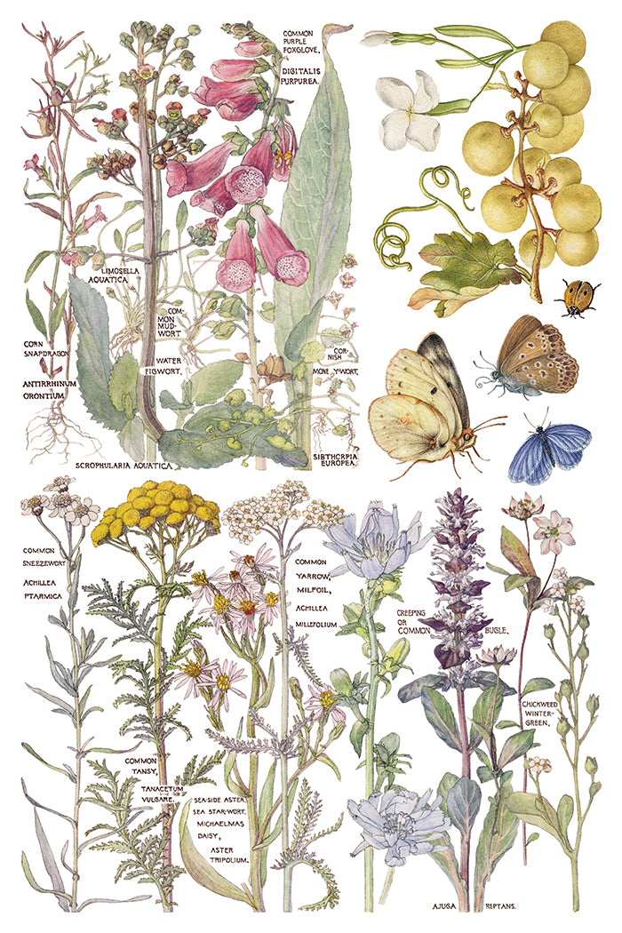 Primrose Isle floral IOD Transfer 8x12 Pad - Wild Flowers