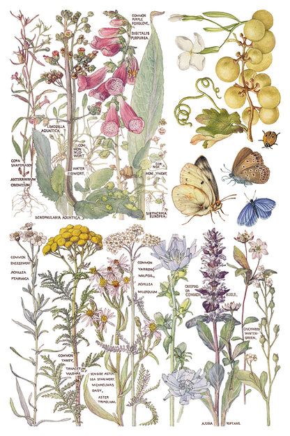 Primrose Isle floral IOD Transfer 8x12 Pad - Wild Flowers