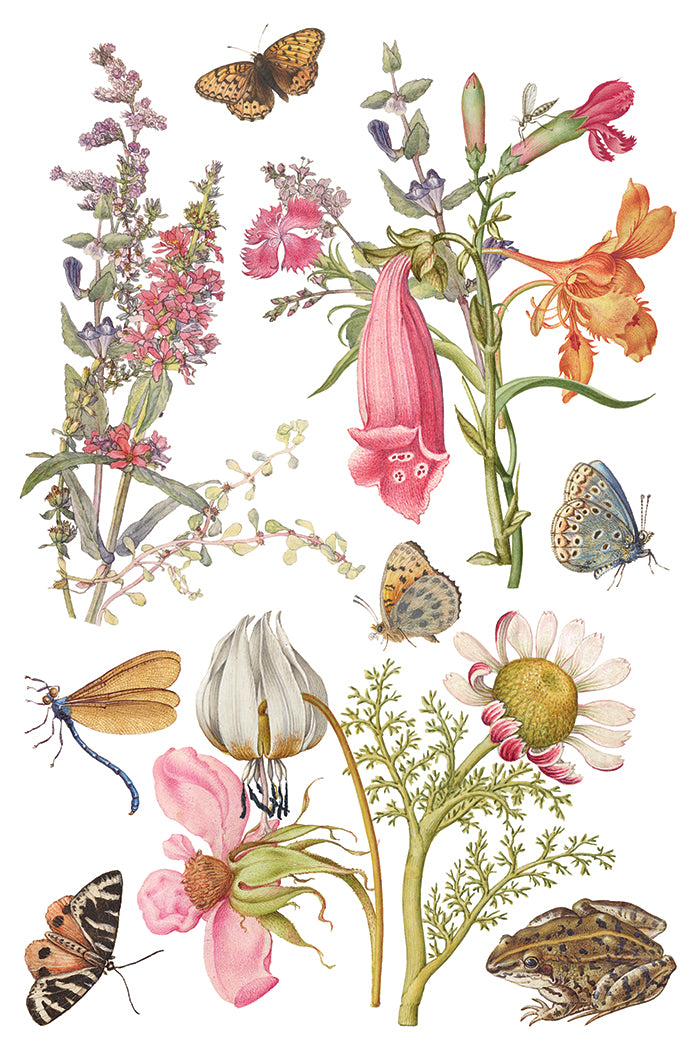 Primrose Isle floral IOD Transfer 8x12 Pad - Wild Flowers