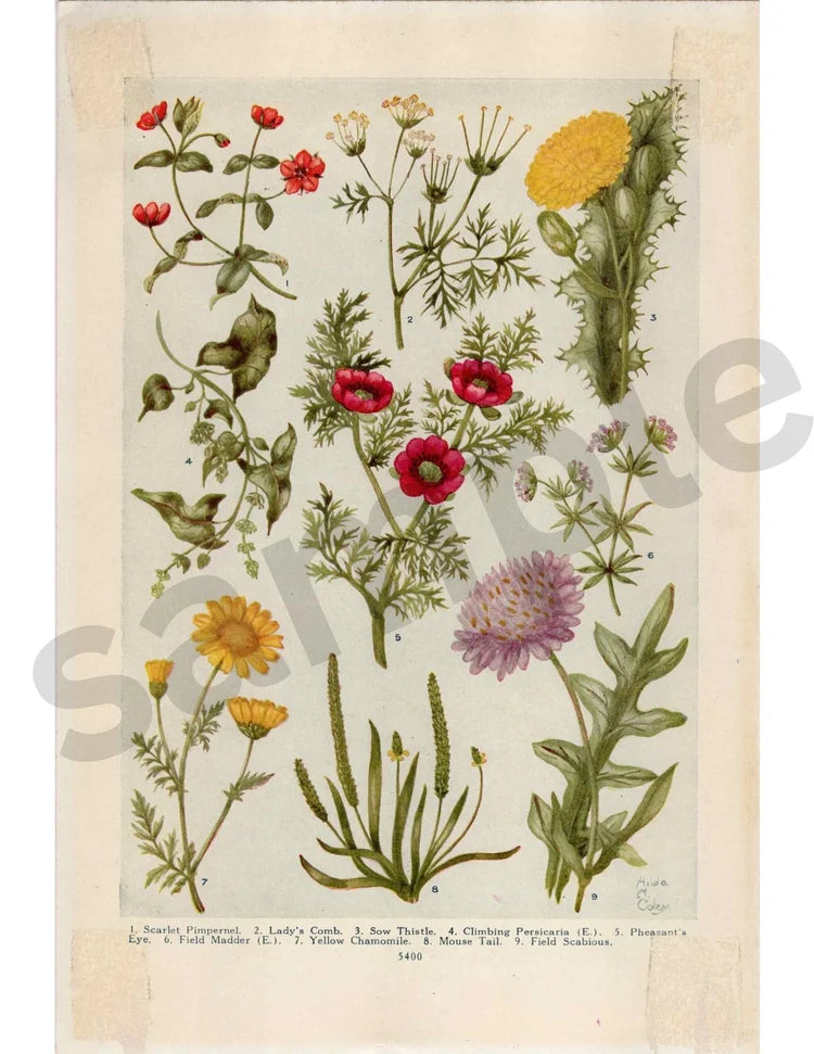 Lady's Comb florals