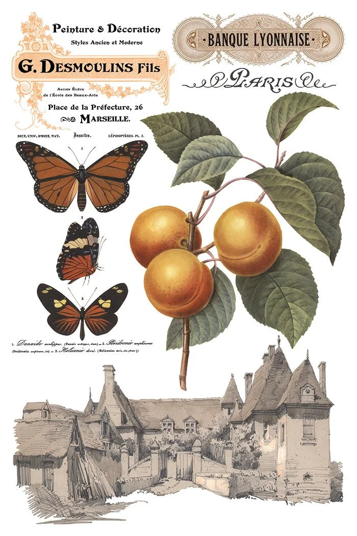 Saint Ouen 8 x 12 transfer | statuary, botanicals, artwork and ephemera