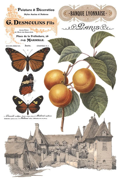 Saint Ouen 8 x 12 transfer | statuary, botanicals, artwork and ephemera