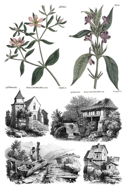 Saint Ouen 8 x 12 transfer | statuary, botanicals, artwork and ephemera