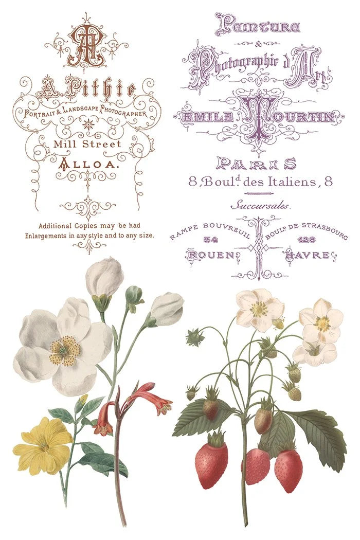 Saint Ouen 8 x 12 transfer | statuary, botanicals, artwork and ephemera