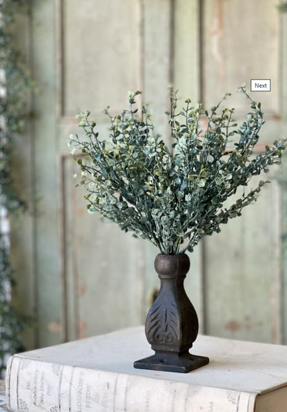 Baby's Twilight Bush | 14"