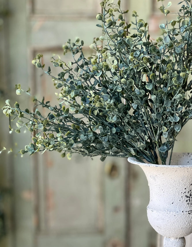 Baby's Twilight Bush | 14"