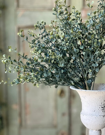 Baby's Twilight Bush | 14"