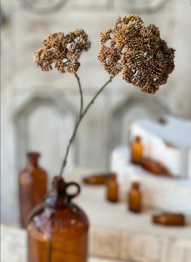 Sedum Seedhead | 27" | Umber