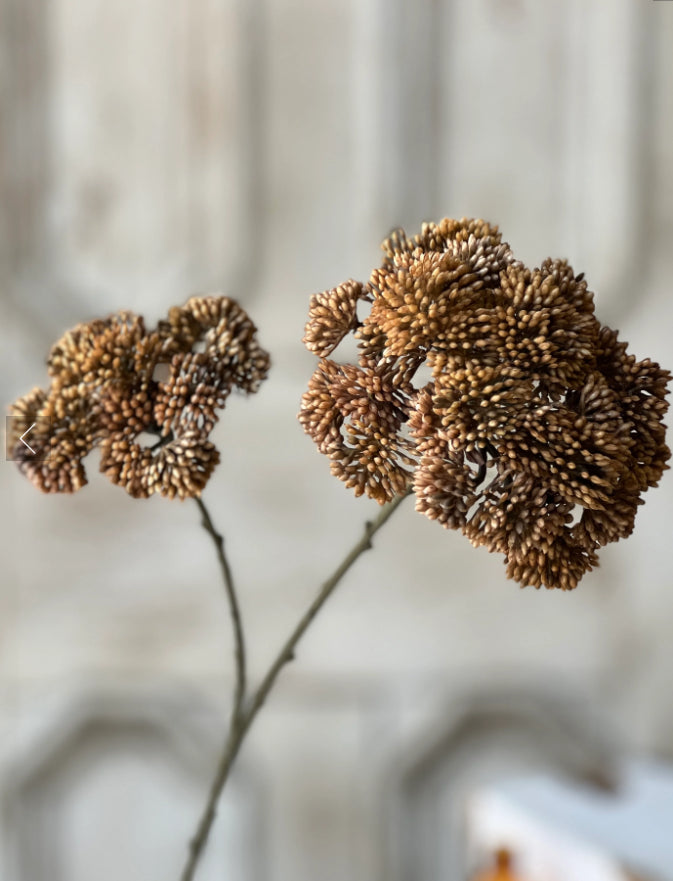Sedum Seedhead | 27" | Umber