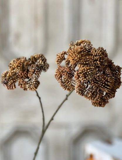 Sedum Seedhead | 27" | Umber