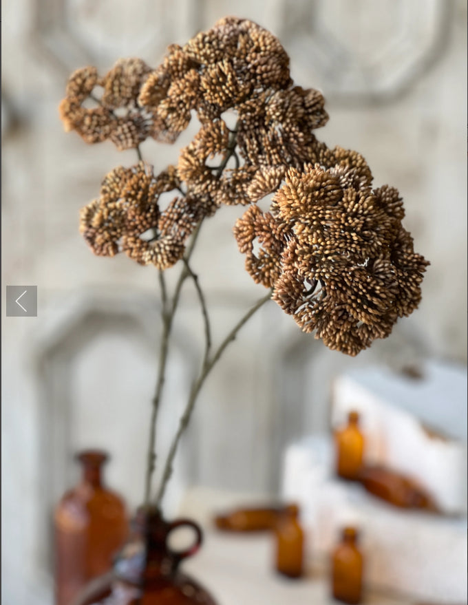 Sedum Seedhead | 27" | Umber