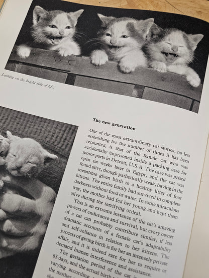 Cats cats cats book by Hamlyn