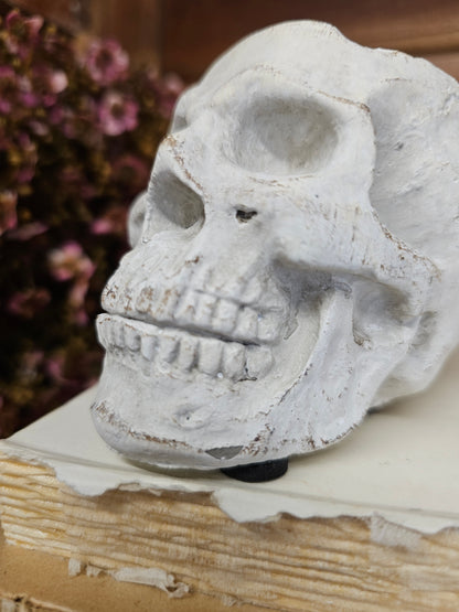 Concrete Momento Mori Skull
