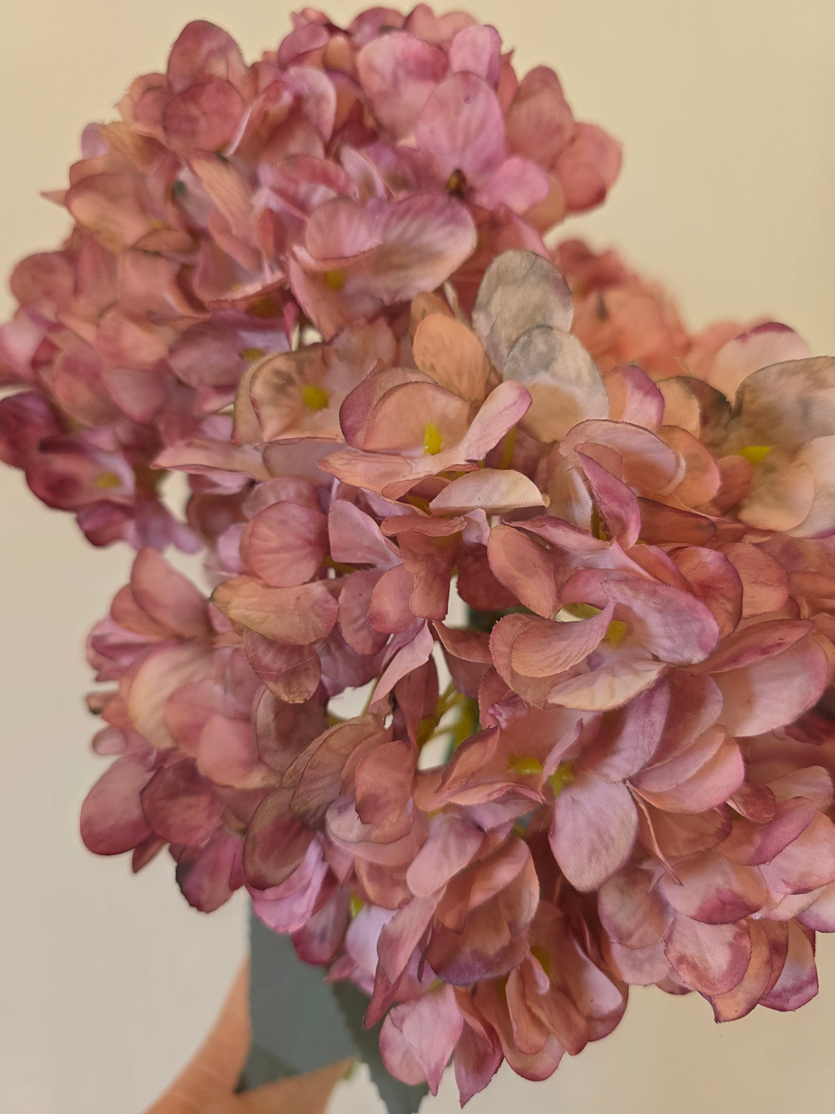 Jewel toned hydrangea