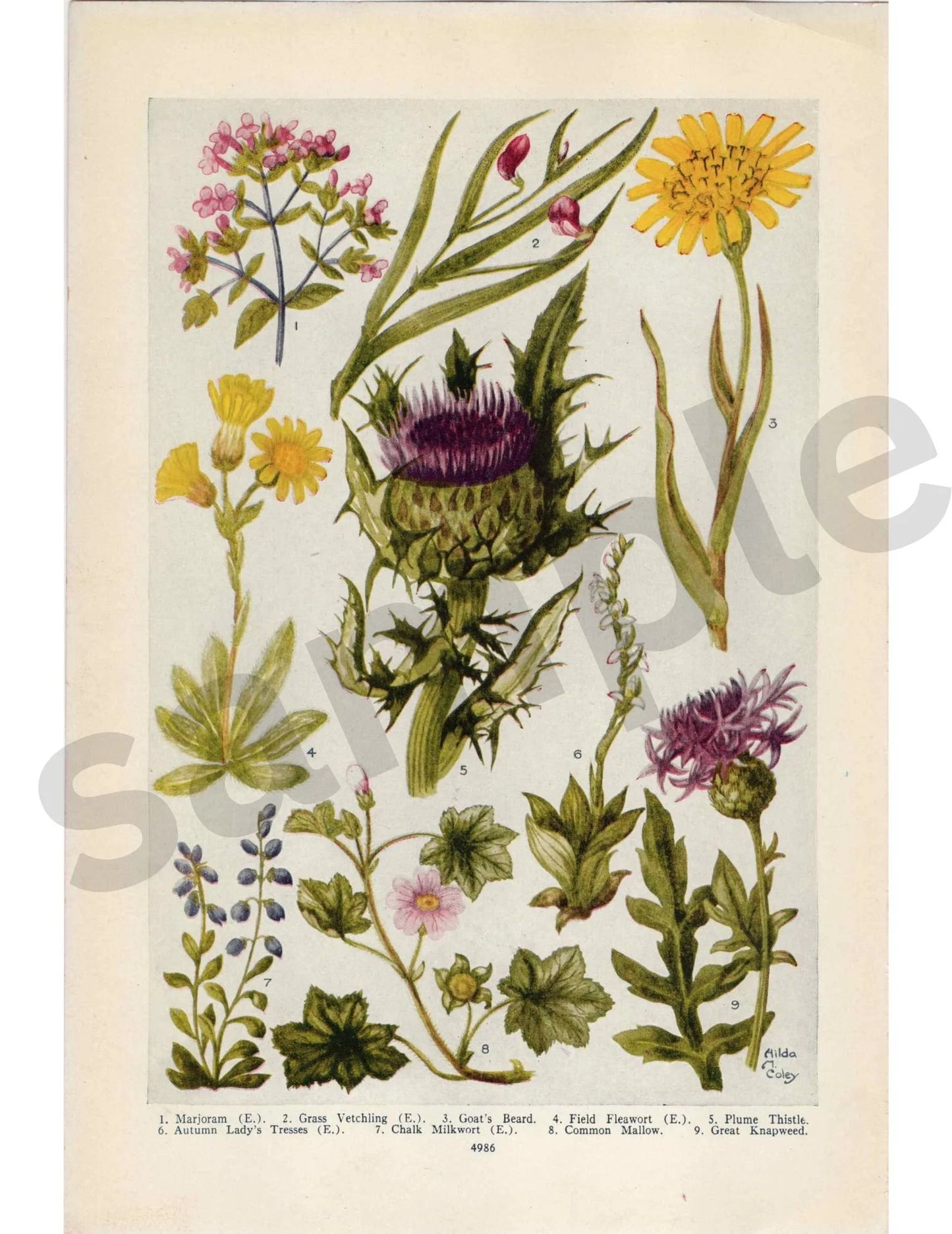 Goat's Beard Floral
